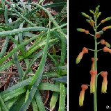 Aloe dumetorum (Marsabit, Kenya) available 8.5cm and 10.5cm Ø